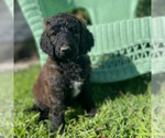 Puppy Birdie Poodle (Standard)