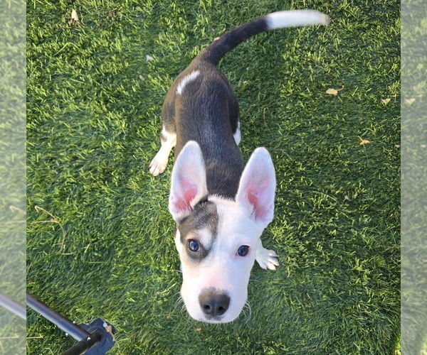 Medium Photo #9 Mutt Puppy For Sale in Lakewood, CO, USA