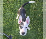 Small #8 Mutt