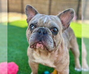 French Bulldog Dogs for adoption in Citrus Heights, CA, USA