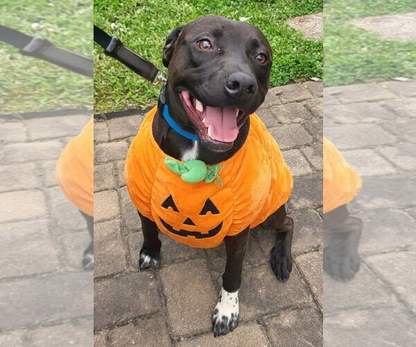 Medium Photo #1 Labrador Retriever-Unknown Mix Puppy For Sale in Germantown, OH, USA