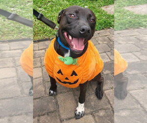 Labrador Retriever-Unknown Mix Dogs for adoption in Germantown, OH, USA