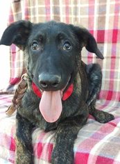 Dutch Shepherd Dog Puppy for sale in QUARRYVILLE, PA, USA