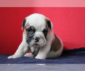 Bulldog Puppy for sale in ESSEX FELLS, NJ, USA