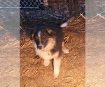 Small Photo #8 Miniature Australian Shepherd Puppy For Sale in ADAIR VILLAGE, OR, USA