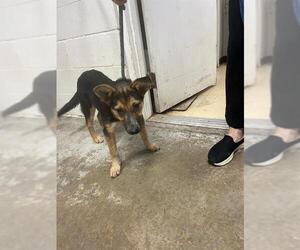 Medium Australian Cattle Dog Mix