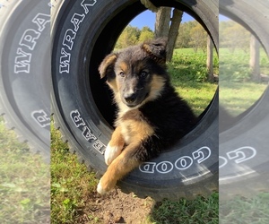 Australian Shepherd Puppy for sale in HILLSBORO, WI, USA