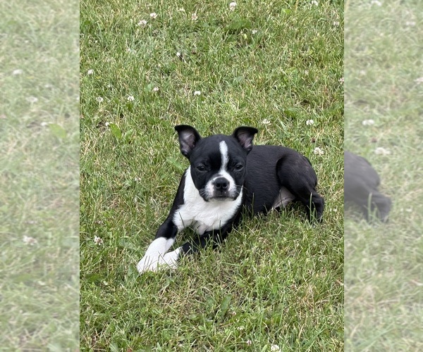 Medium Photo #3 Boston Terrier Puppy For Sale in ATHENS, WI, USA