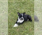 Small #2 Boston Terrier