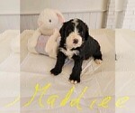 Small Photo #6 Bernedoodle Puppy For Sale in CAMDEN, SC, USA