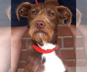 Mutt Dogs for adoption in Carrollton, TX, USA