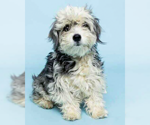 Maltese-Unknown Mix Dogs for adoption in Corona, CA, USA