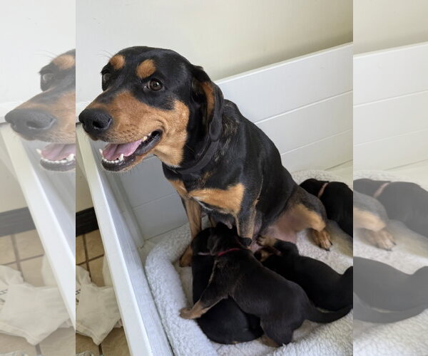Medium Photo #1 Black and Tan Coonhound-Rottweiler Mix Puppy For Sale in Mooresville, NC, USA