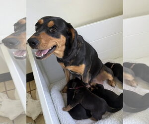 Black and Tan Coonhound-Rottweiler Mix Dogs for adoption in Mooresville, NC, USA