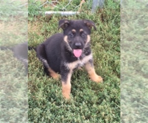 German Shepherd Dog Puppy for sale in COLUMBUS, NE, USA