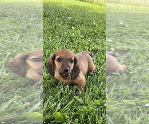 Dachshund Puppy for sale in CANOGA, NY, USA
