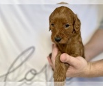 Small Photo #27 Goldendoodle Puppy For Sale in ABILENE, TX, USA