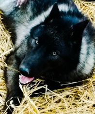 Wolf Hybrid Puppy for sale in LONDON, KY, USA