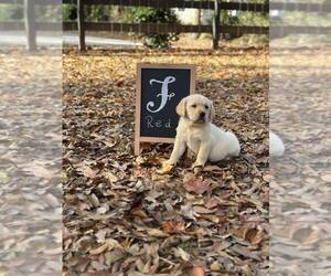 Labrador Retriever Puppy for sale in MAYSVILLE, GA, USA