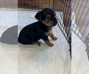 Mutt Puppy for sale in LABELLE, FL, USA