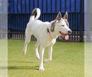 Mutt Dogs for adoption in Waco, TX, USA