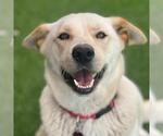 Small #6 Labrador Retriever Mix