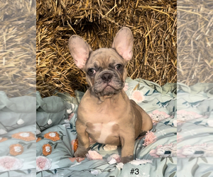 French Bulldog Puppy for sale in ROCKWELL, NC, USA