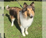 Small #1 Collie