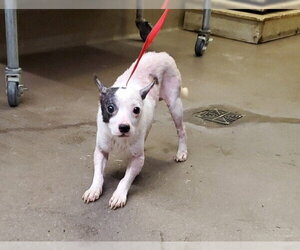 Chihuahua-Unknown Mix Dogs for adoption in Aurora, IL, USA
