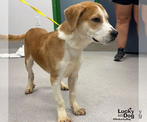 Medium Photo #3 Labrador Retriever-Unknown Mix Puppy For Sale in Washington, DC, USA