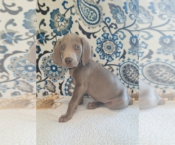 Medium Photo #5 Weimaraner Puppy For Sale in LEWISBURG, KY, USA