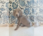 Small #4 Weimaraner