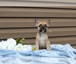 Small Photo #19 French Bulldog Puppy For Sale in LIBERTY, KY, USA