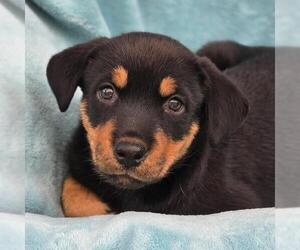 Eureka Pup - Taggart - Male Mutt Dog for Adoption - Photo #2