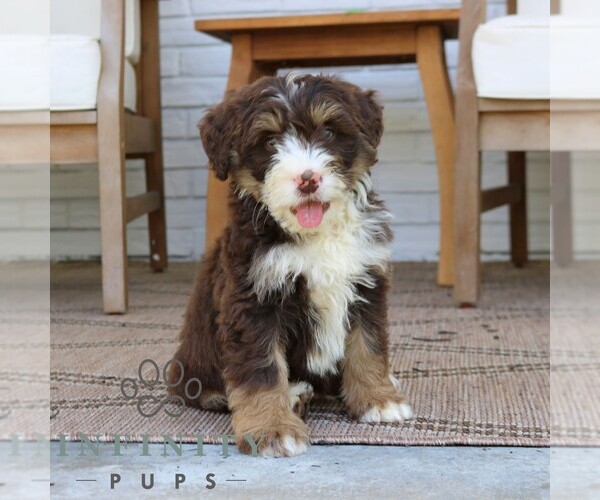 Medium Photo #4 Bernedoodle (Miniature) Puppy For Sale in PARADISE, PA, USA