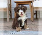 Small #3 Bernedoodle (Miniature)