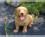 Small Photo #2 Golden Retriever Puppy For Sale in TWIN FALLS, ID, USA