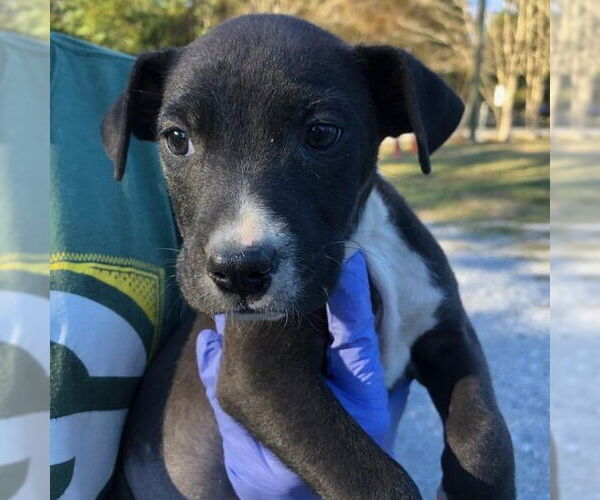 Medium Photo #1 Mutt Puppy For Sale in Yardley, PA, USA