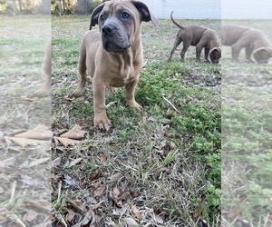 American Bully Puppy for sale in JACKSONVILLE, FL, USA