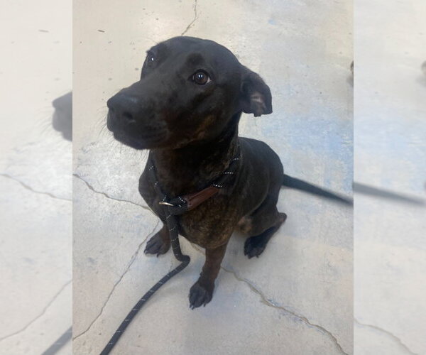 Medium Photo #2 Labrador Retriever Puppy For Sale in Bryant, AR, USA