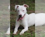 Small Catahoula Leopard Dog Mix