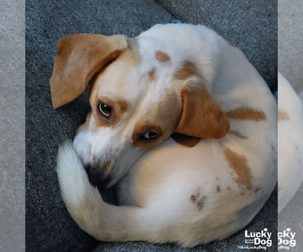 Medium Photo #2 Bagle Hound Puppy For Sale in Washington, DC, USA