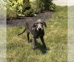 Small Photo #1 Great Dane Puppy For Sale in MIDDLEBURY, IN, USA