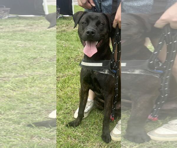Medium Photo #11 Labrador Retriever-Unknown Mix Puppy For Sale in Munford, TN, USA