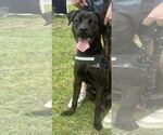 Small #10 Labrador Retriever Mix