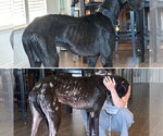 Small #6 Great Dane