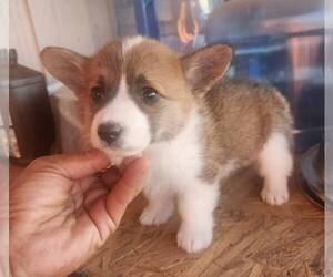 Pembroke Welsh Corgi Puppy for sale in EASTVALE, CA, USA
