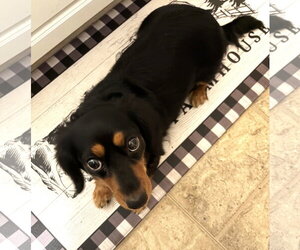 Roxie in TN - Female Dachshund Dog for Adoption - Photo #2