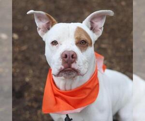 American Staffordshire Terrier Dogs for adoption in San Antonio, TX, USA