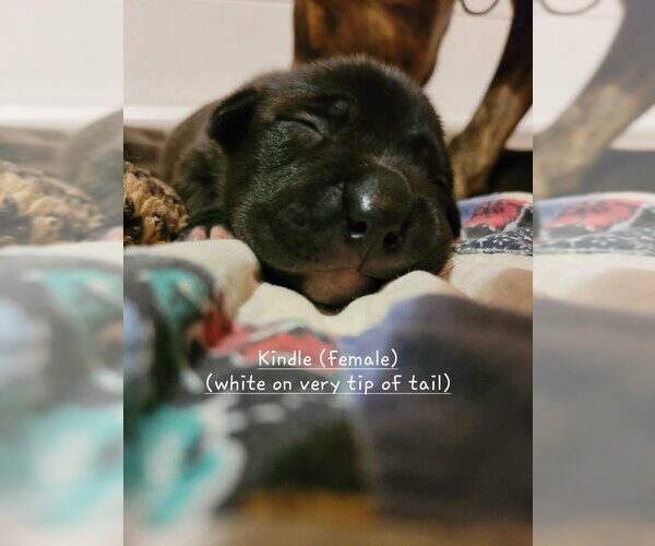 Medium Photo #2 Mutt Puppy For Sale in Wenonah, NJ, USA